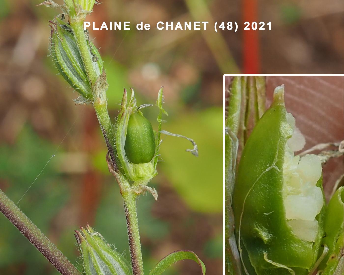 Catchfly, Forked fruit